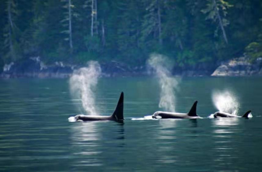 Walkon Waterfront Castle Cove Inn Chemainus Esterno foto