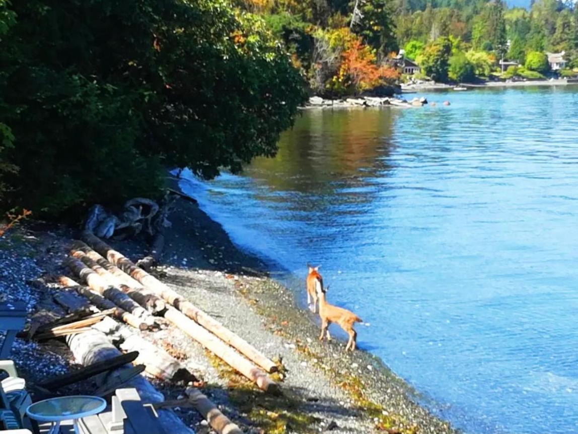 Walkon Waterfront Castle Cove Inn Chemainus Esterno foto